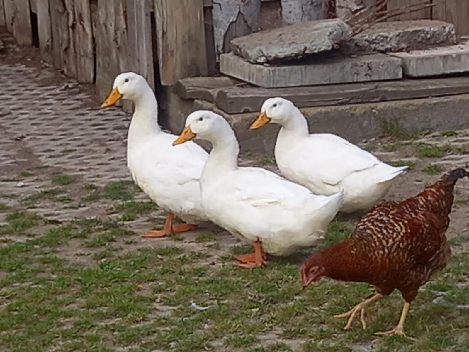 Koperkowe Rancho Beskid Wyspowy Domek Malopolskie Kamionna Kamionna  Esterno foto
