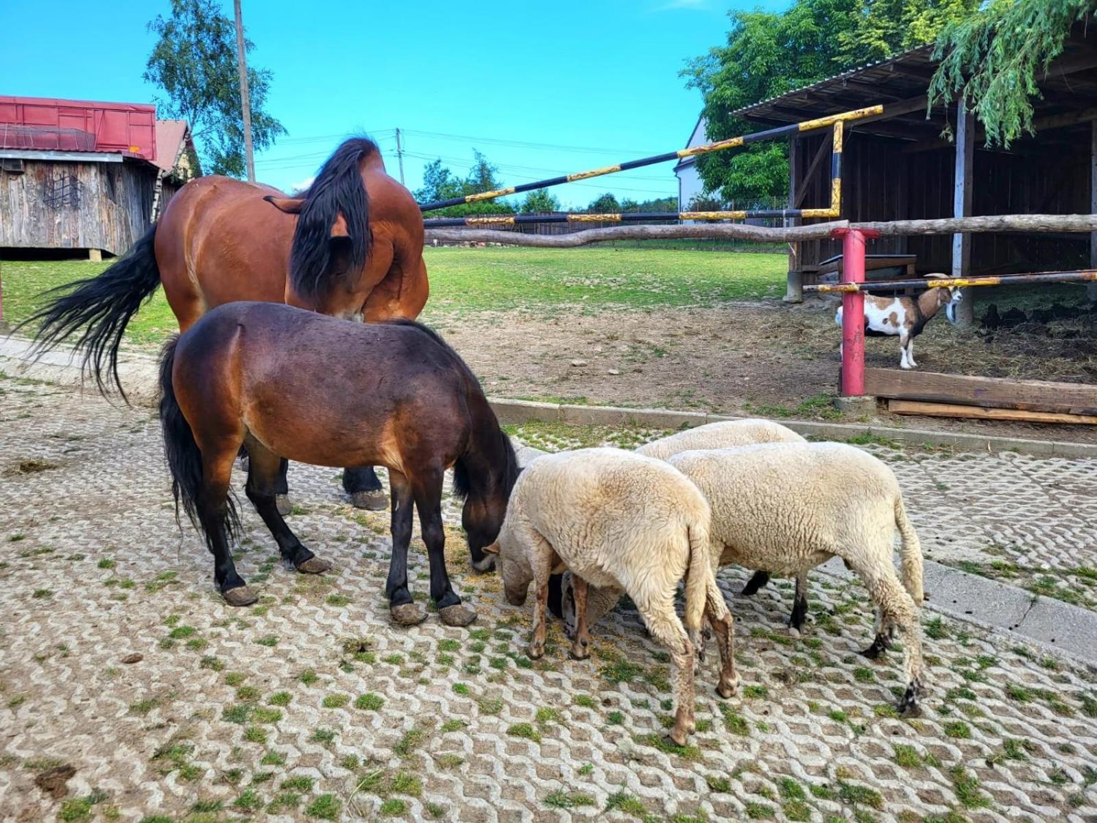 Koperkowe Rancho Beskid Wyspowy Domek Malopolskie Kamionna Kamionna  Esterno foto