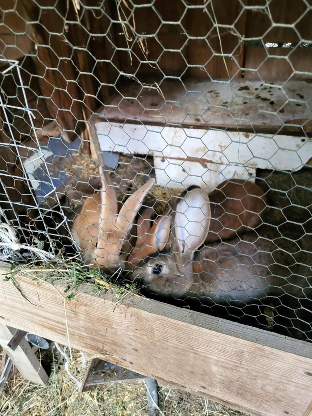Koperkowe Rancho Beskid Wyspowy Domek Malopolskie Kamionna Kamionna  Esterno foto