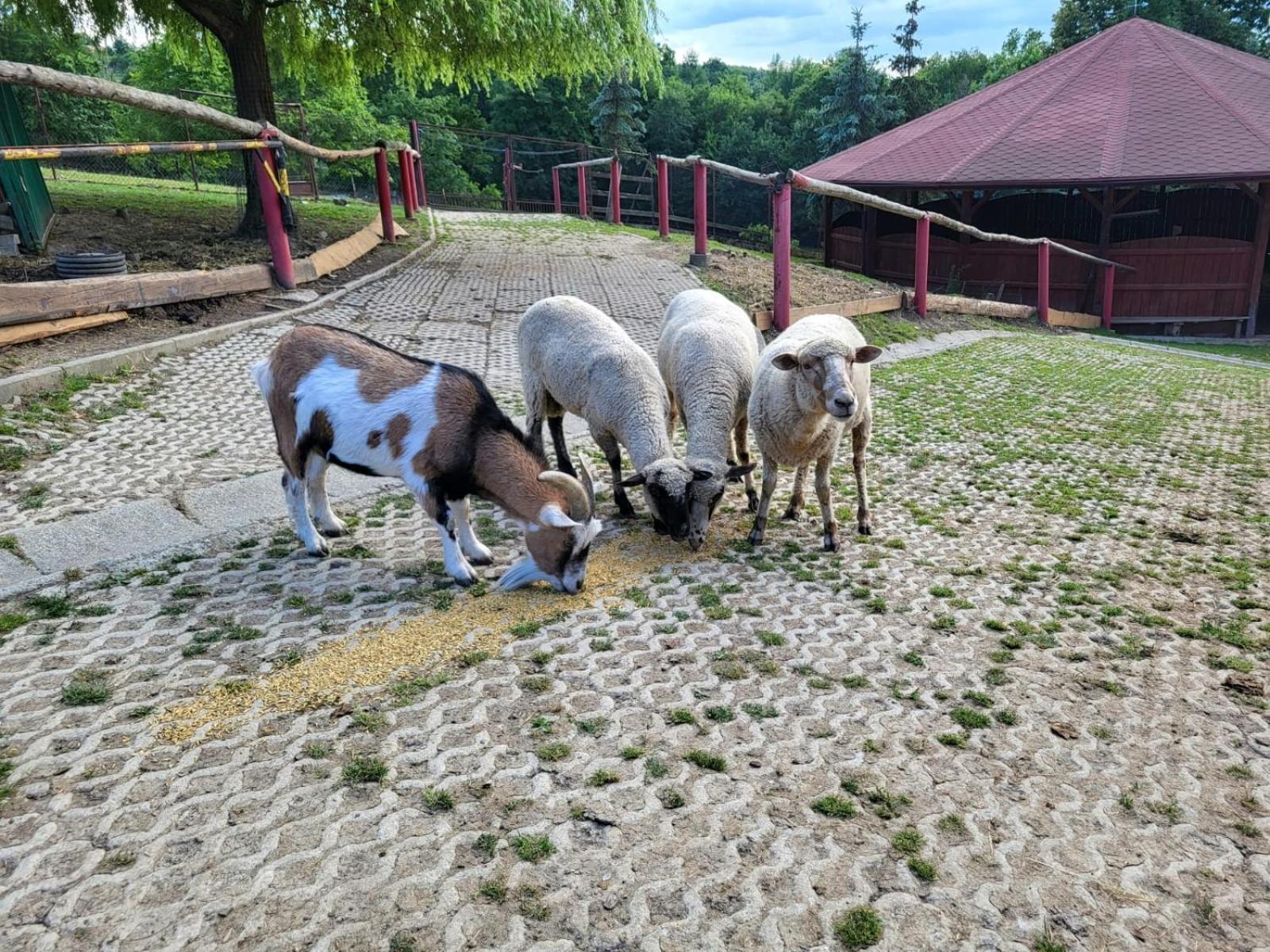Koperkowe Rancho Beskid Wyspowy Domek Malopolskie Kamionna Kamionna  Esterno foto