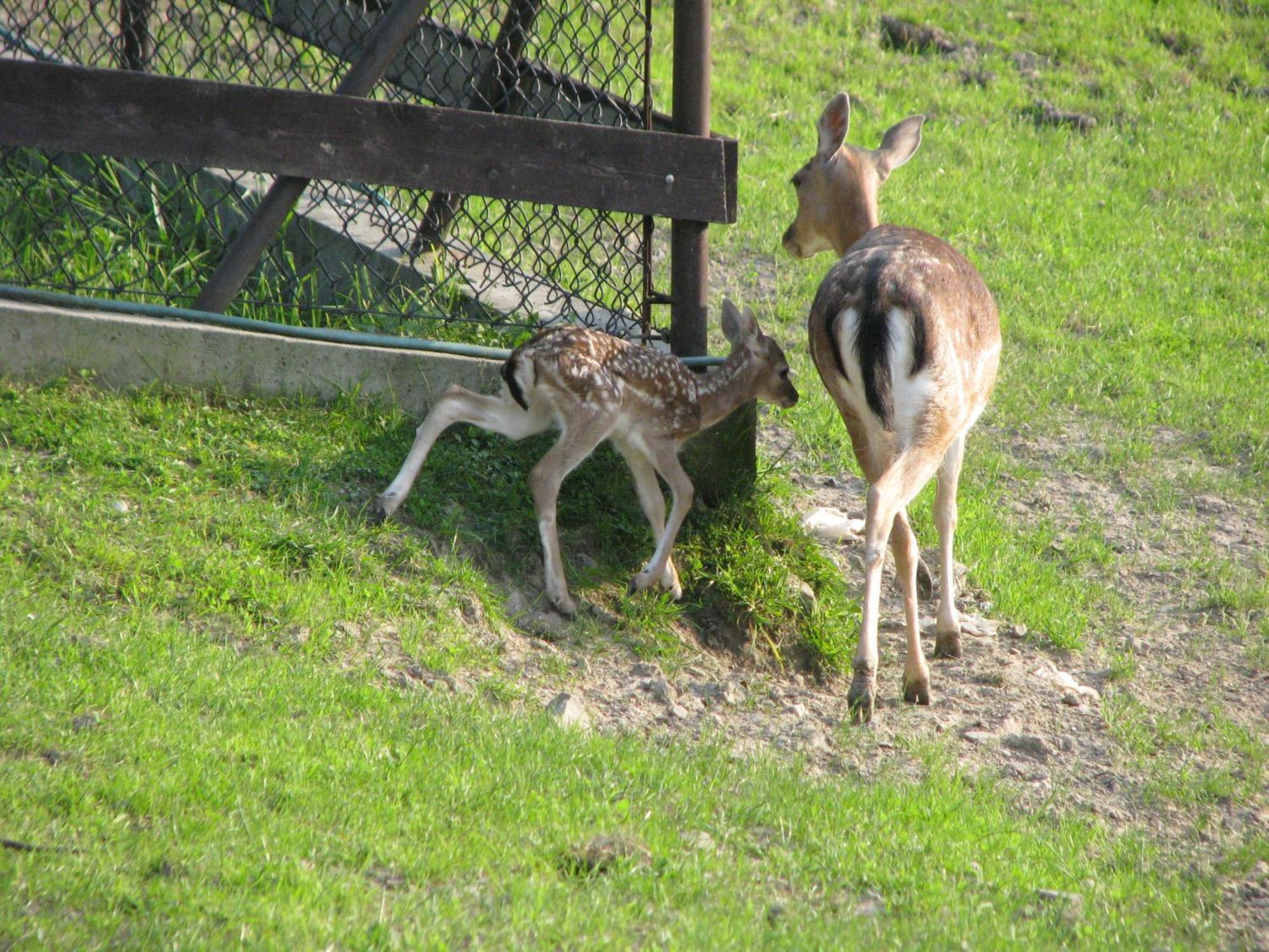 Koperkowe Rancho Beskid Wyspowy Domek Malopolskie Kamionna Kamionna  Esterno foto